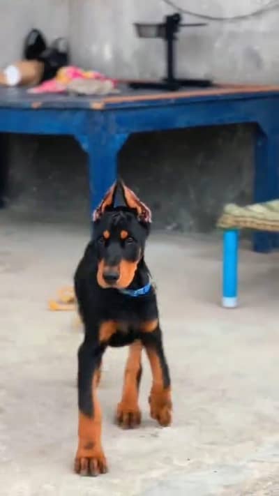 improved american Doberman puppy for sale