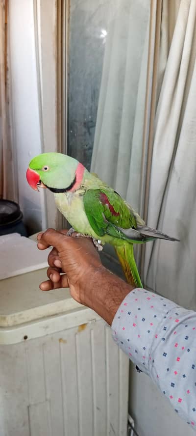 kashmiri raw parrot hand tame