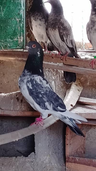 high quality pure dub walay pairs.  garanty breeder pairs