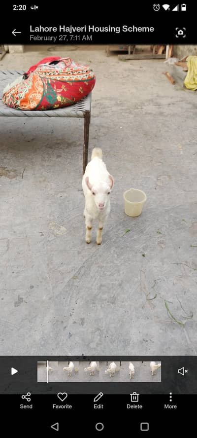 russion teda male 2'3 month age ha acha ha Kam ho Jai ge rate me