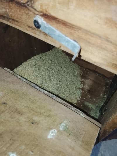 breeding box for ringneck katha parrot and cockatiel