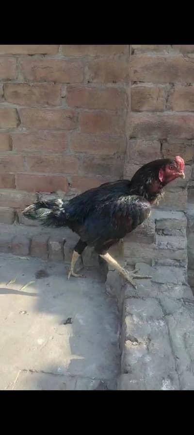 mushka bareeder 03211733885