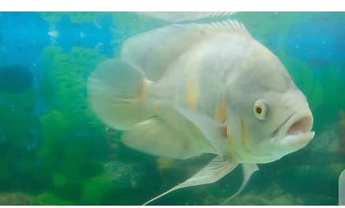 Albino and Tiger Oscar