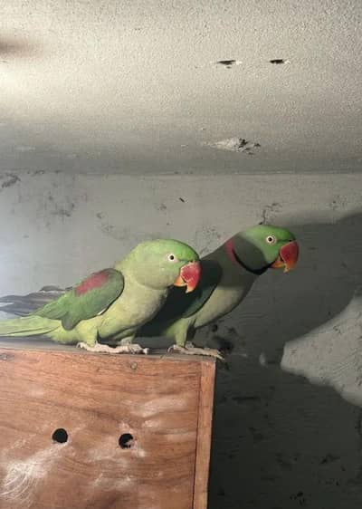 Breeder pair full healthy and fresh long tail male female boltey b h