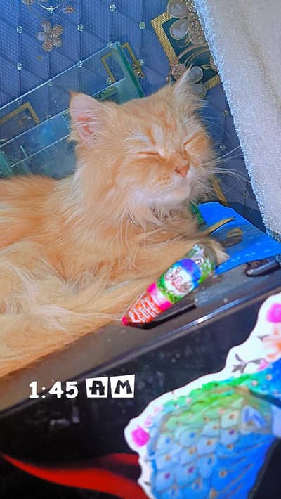 looking for home  play full active