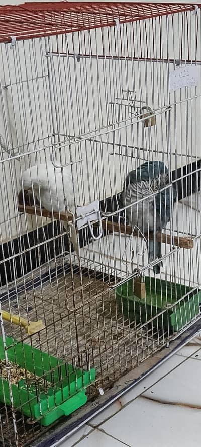 Beautiful monk pair for sale