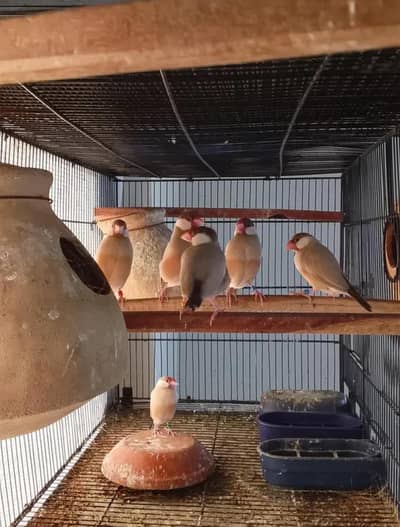 FAWN JAVA RED EYES  BREEDER PAIRS FOR SALE ONLY 2 PAIRS LEFT