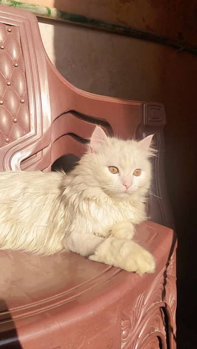 Persian Kitten for sale