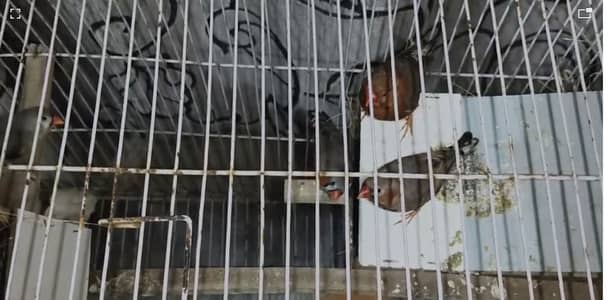 Full orange zebra finch