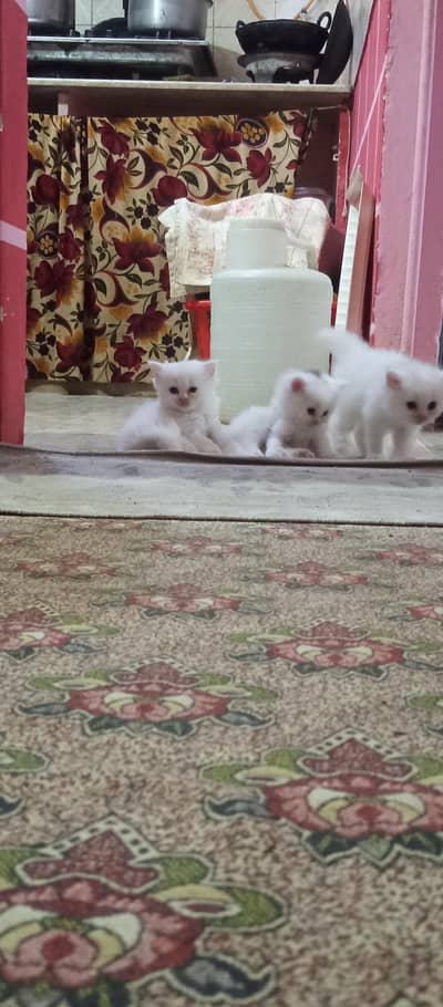 pershian kittens