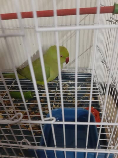 green raw parrot