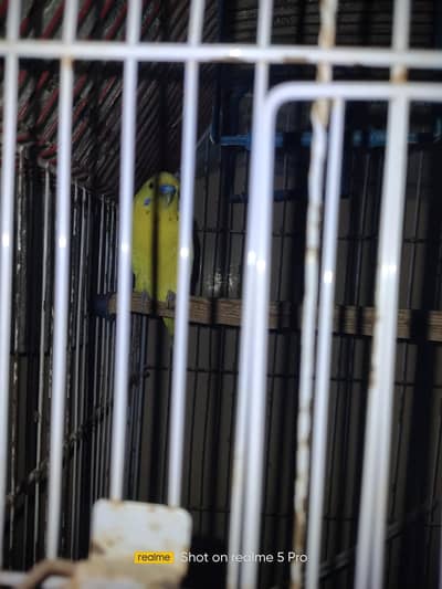 budies fresh pair only