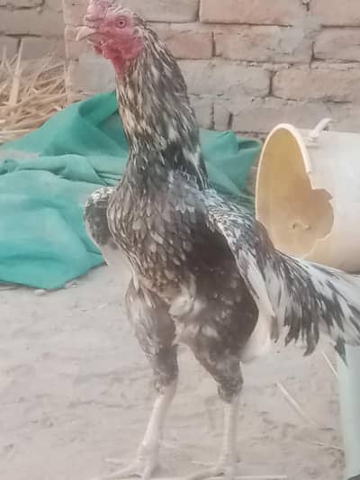 asel morga for Sal 03250771155