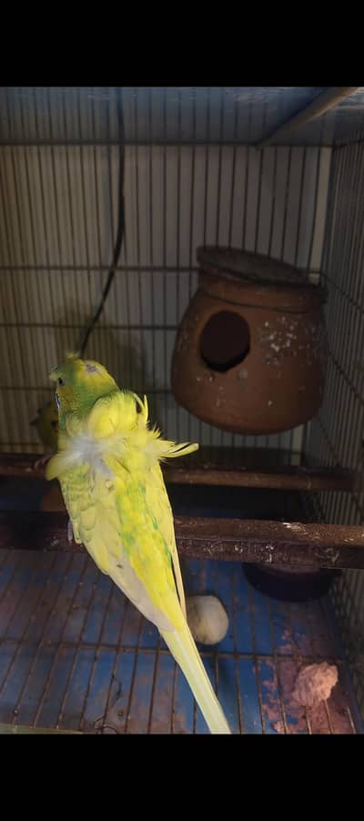 hogoromo double flower