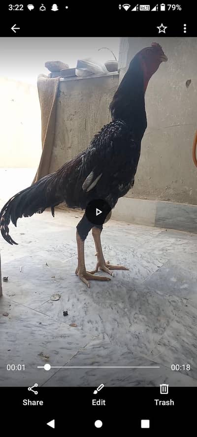 japanes oo shamu aseel for sale