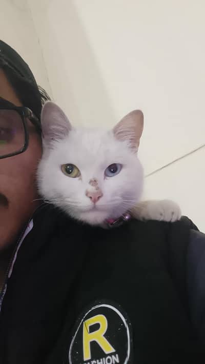 Persian cat single cot odd eyes for sale