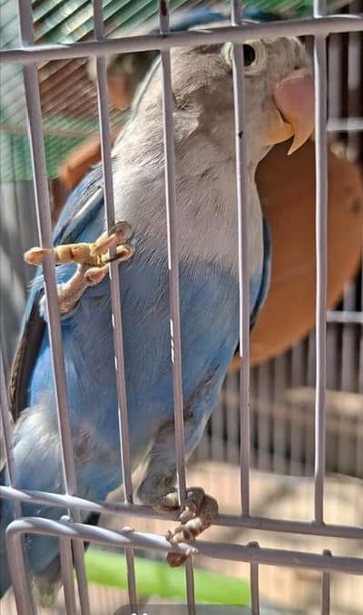 blue masked love birds