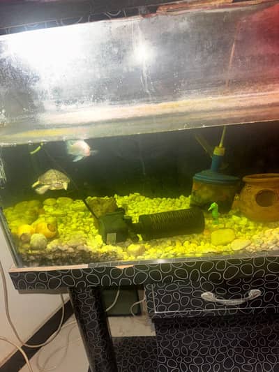 Aquarium With Fishes & Accessories