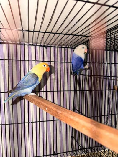 Love birds breeder pair with eggs and box available for sale