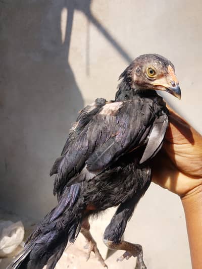 Mushka or lakha chicks highe quality 03131083044