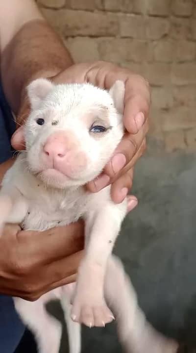 bulli and gultr puppies available