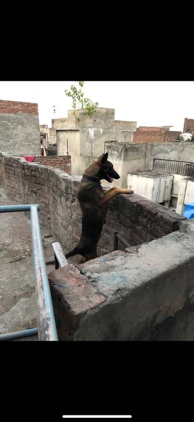 belgiun melinois female