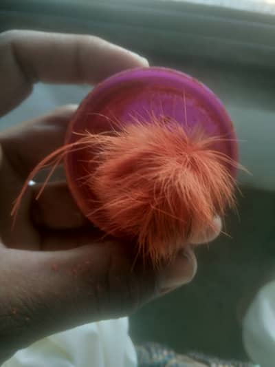 ہرے پاس 2 گیدڑ سنگھی ہیں میل اور فیمیل کا جوڑا ہیں اگر کسی بھائی کو