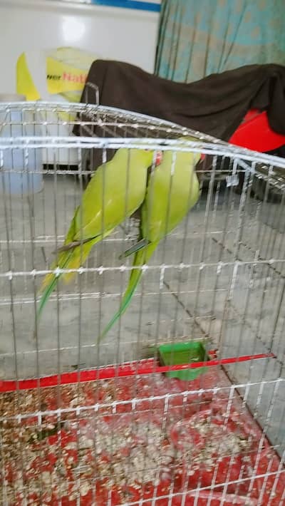 Green talking Parrot for sale male and female