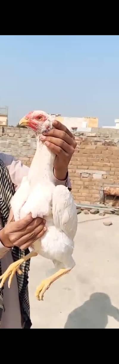 pure white oh Shamu available