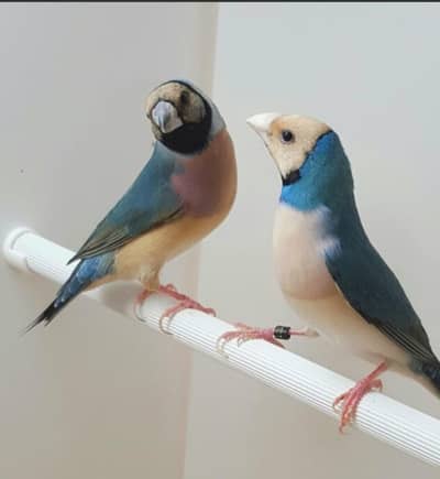 blue glodian Finch birder pair available and all pair available