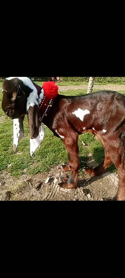 big quality pure nagraa betal male