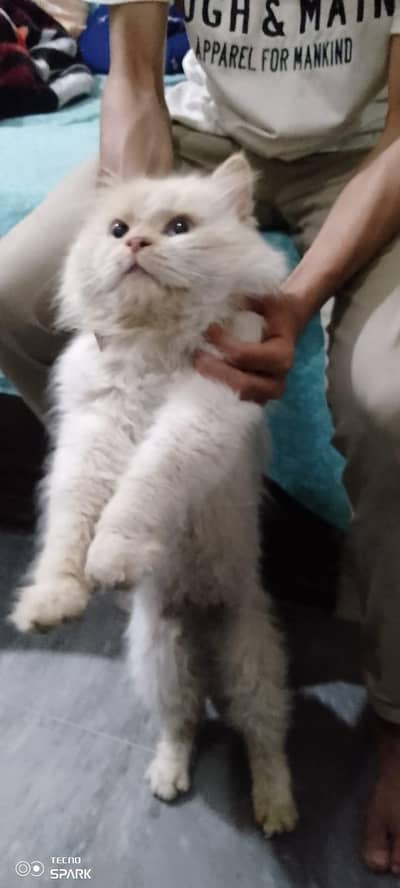 Persian cat (Dol face  cat )