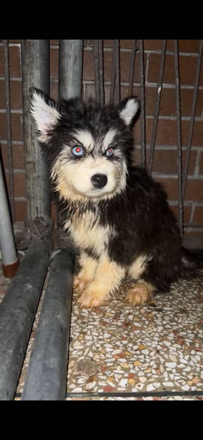 Husky female puppies available