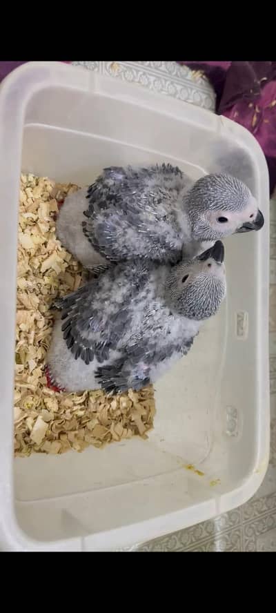 african grey