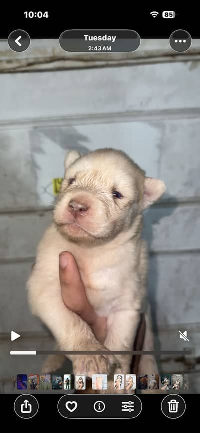 Husky white female puppy