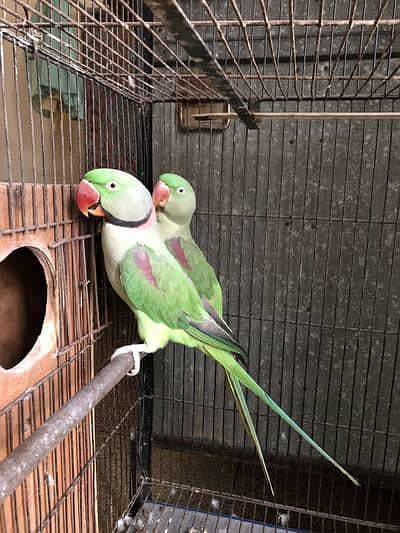 Alexander parrot confirm pair hy ak breed kr di h