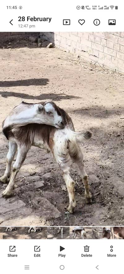 pure teddy male pink nose white eyes