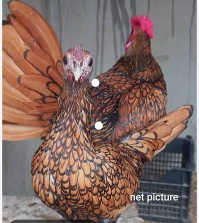 golden sebrite breeder pair