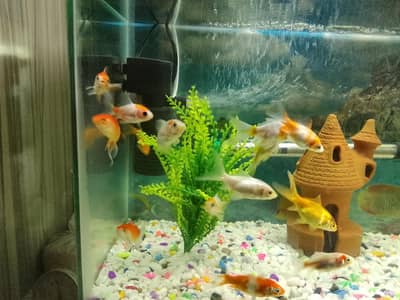 Fish Aquarium with & filter