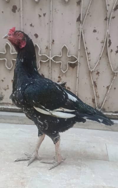 aseel lanani band mazboot jor