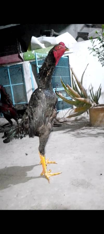 2 chikcs burmi pakoya 2 Thai and 2 male japanese pakoya and 1 male bur