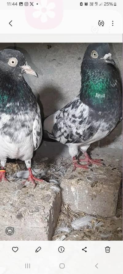 Teddy pigeons lahore