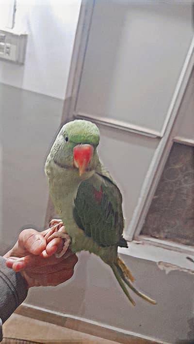 Raw parrot for sale