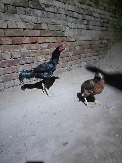 Black Aseel Cock for Sale