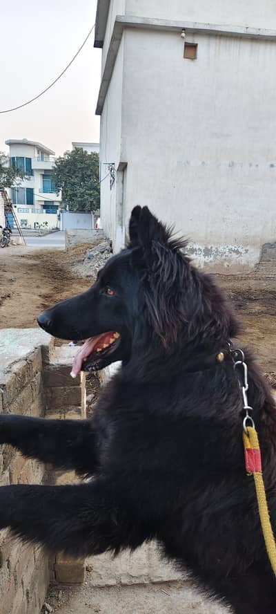 black German shepherd