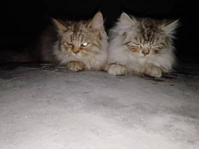 1 Pair Persian Cat