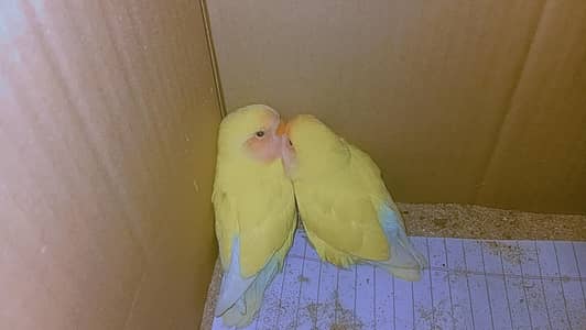 Love Bird Pair For Sale