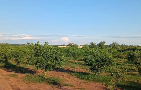 430 Kanal Agricultural Land for Sale In Jhand Attock
