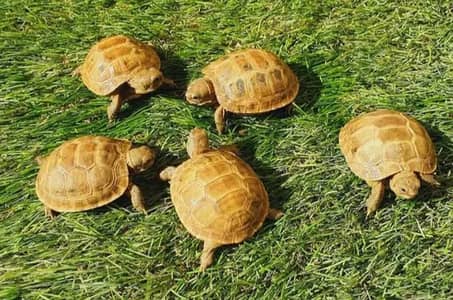 Russian Turtles