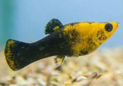 Molly Fish